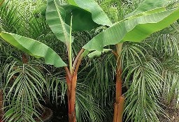 Drzewo Bananowiec - Rosliny egzotyczne HURT 199PLN 2M Palma KRÓLEWSKA Juka Banan