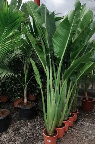 Drzewo Bananowiec - Rosliny egzotyczne HURT 750PLN 3M Palma KRÓLEWSKA Juka Banan-2