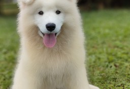 Sprzedam pięknego Samoyeda