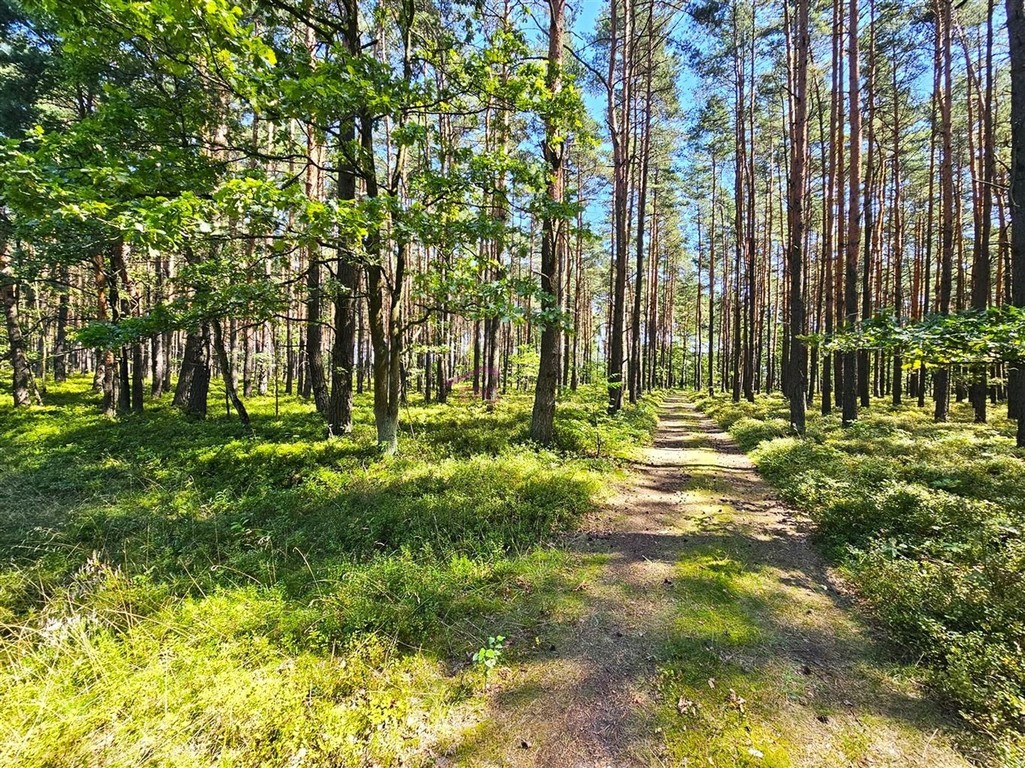 DZIAŁKA BUDOWLANA OŻAROWICE - OD RĘKI! – další
