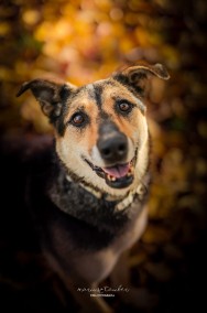 A ta piękna dama wciąż jest sama - adoptuj Sarę-2