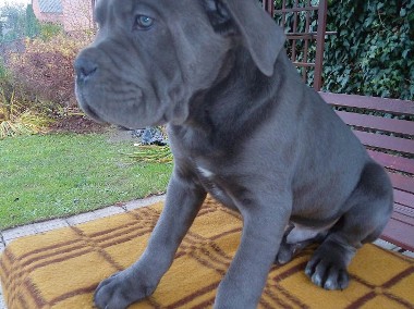 Cane Corso Piesek-1