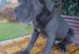 Cane Corso Piesek