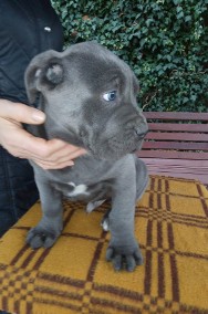 Cane Corso Piesek-2