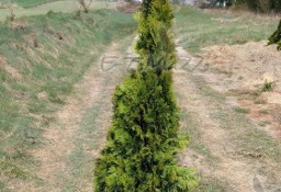 THUJA SMARAGD TUJA SZMARAGD 175-200CM! DOSTAWA GRATIS