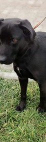 Oskar-nieufny, 3 letni pies czeka na doświadczonego opiekuna-4
