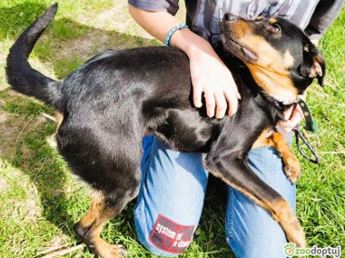 KOSTEK - cudny psiak w typie gończego szuka domu-1