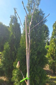 Magnolia Detal 120zł-3
