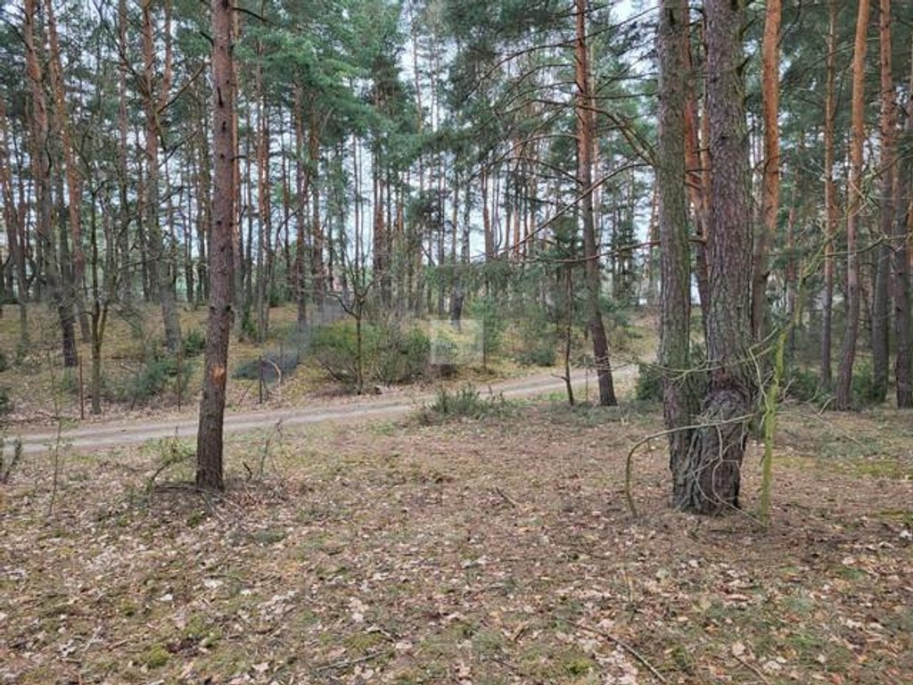Działka 2422 m², Dobczyn Pasek – pohled 2