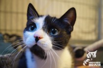 Kotki Natalka i Martynka szukają wspólnego domku! - Fundacja "Koci Pazur"