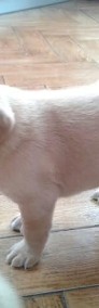 Labrador piękne szczeniaczki-4