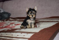 Yorkak Yorkshire Terrier Suczka York - TRANSPORT 