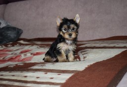 Yorkak Yorkshire Terrier Suczka York - TRANSPORT 