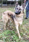 HOPE - delikatna sunia w typie owczarka belgijskiego, ADOPTUJ