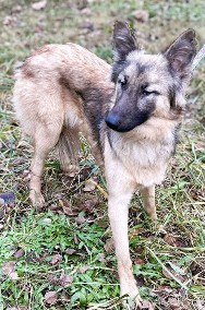 HOPE - delikatna sunia w typie owczarka belgijskiego, ADOPTUJ-2