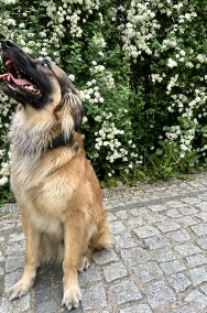 Oddam mieszańca malinois w dobre ręce.-2