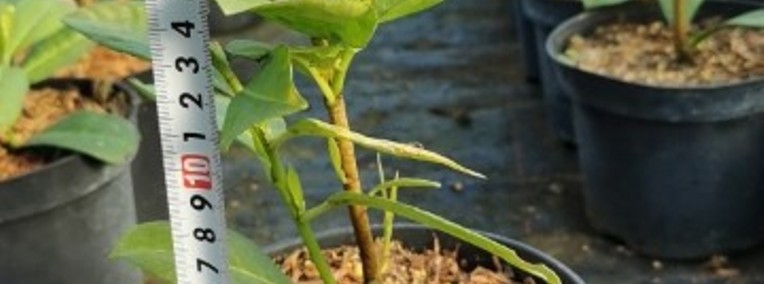 Laurowiśnia Wschodnia 'Rotundifolia' 10-25 cm Donica 2L-1