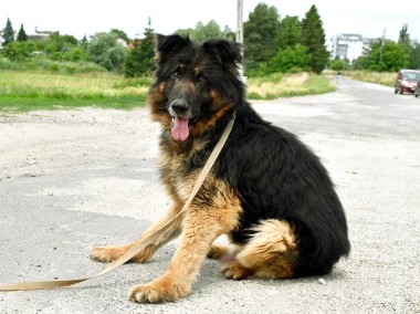 Azor szuka domu, pies, owczarek niemiecki-1