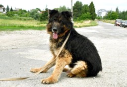 Azor szuka domu, pies, owczarek niemiecki