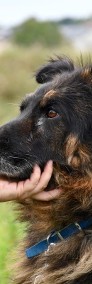 Azor szuka domu, pies, owczarek niemiecki-3
