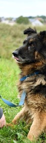 Azor szuka domu, pies, owczarek niemiecki-4