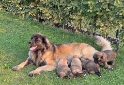 Szczenięta po mamie Leonbergerce