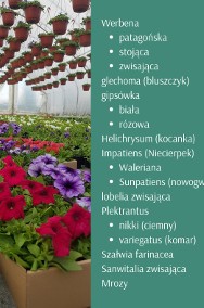 Kwiaty rabatowe od producenta Vista Pelargonia Surfinia-2