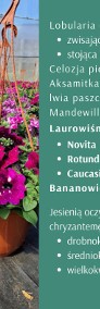 Kwiaty rabatowe od producenta Vista Pelargonia Surfinia-3