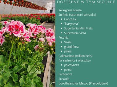 Kwiaty rabatowe od producenta Vista Pelargonia Surfinia-1