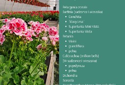 Kwiaty rabatowe od producenta Vista Pelargonia Surfinia