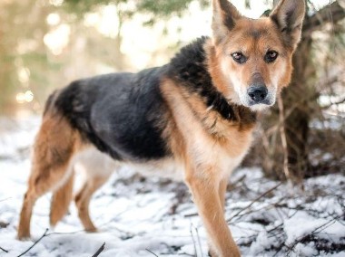 SABA - mądra, kochana sunia szuka domu już za długo, ADOPTUJ-1