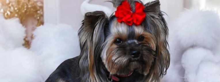 Yorkshire Terrier - zapowiedź miotu -1