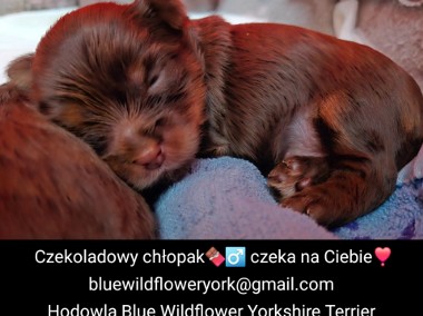 Yorkshire Terrier czekoladowy chłopiec-1