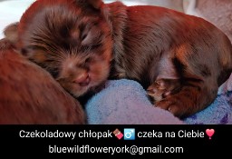 Yorkshire Terrier czekoladowy chłopiec