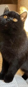 Przecudna czarna koteczka z legalnej hodowli w Dąbrowie Górniczej-3