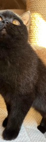 Przecudna czarna koteczka z legalnej hodowli w Dąbrowie Górniczej-4