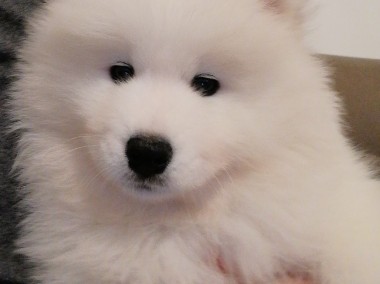 Szczeniaczek Samoyed ZKwP FCI -1