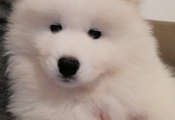 Szczeniaczek Samoyed ZKwP FCI 