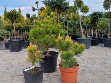 Pinus Mugo "Winter Gold" promocja 65zł pojemnik c5-1