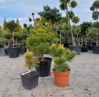 Pinus Mugo "Winter Gold" promocja 65zł pojemnik c5