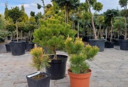 Pinus Mugo "Winter Gold" promocja 65zł pojemnik c5