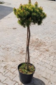 Pinus Mugo "Winter Gold" promocja 65zł pojemnik c5-2