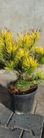 Pinus Mugo "Winter Gold" promocja 65zł pojemnik c5-3