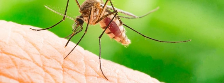 Opryski na komary odkomarzanie Tomaszów Mazowiecki i okolice DEZ-TUR-1