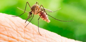 Opryski na komary odkomarzanie Tomaszów Mazowiecki i okolice DEZ-TUR