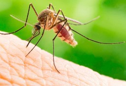 Opryski na komary odkomarzanie Tomaszów Mazowiecki i okolice DEZ-TUR