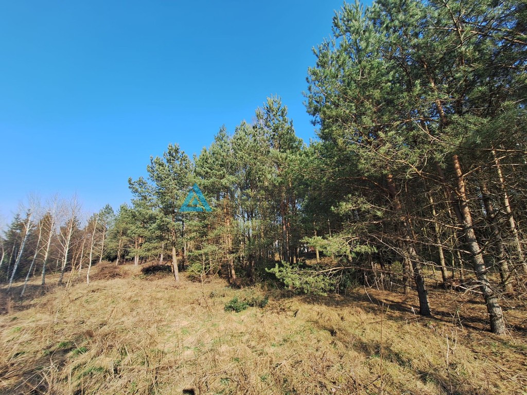Frank - działka z własnym lasem - Widok 5