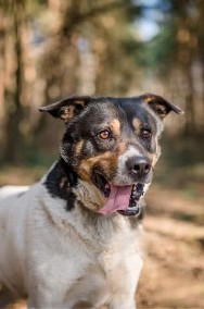 DŻEKI - miał być prezentem, trafił do schroniska, ADOPTUJ-3