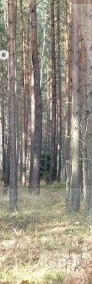 grunt leśny z możliwością uzyskania wz Warszawa-3