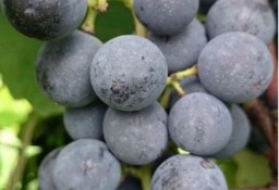 Dorosłe sadzonki winogron ISABELLA. Winorośl 1,8m.